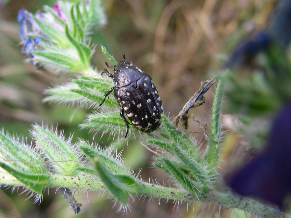 In Abruzzo ...Oxythyrea funesta